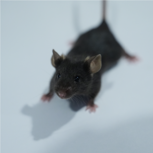 抑郁癥動物模型