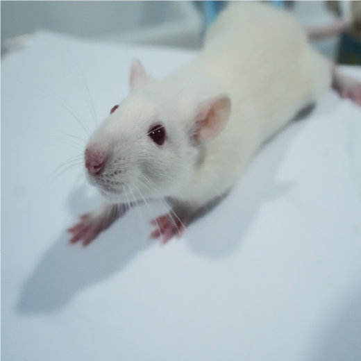 顱骨損傷動物模型