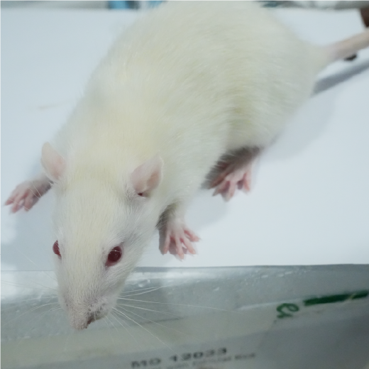 骨質(zhì)疏松癥動物模型