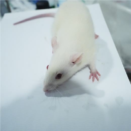 口腔潰瘍動物模型