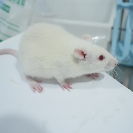 肌肉減少癥動物模型