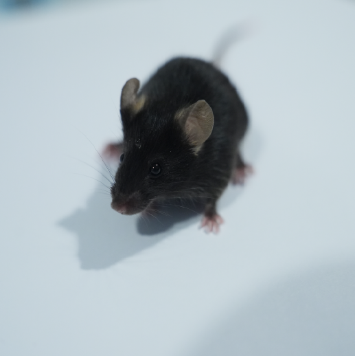 子宮內(nèi)膜異位動物模型