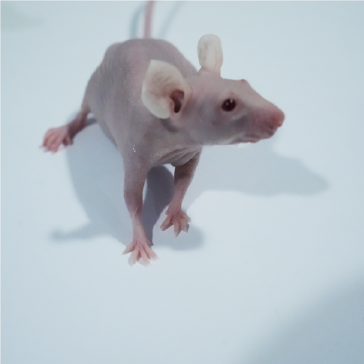 腎動脈狹窄動物模型